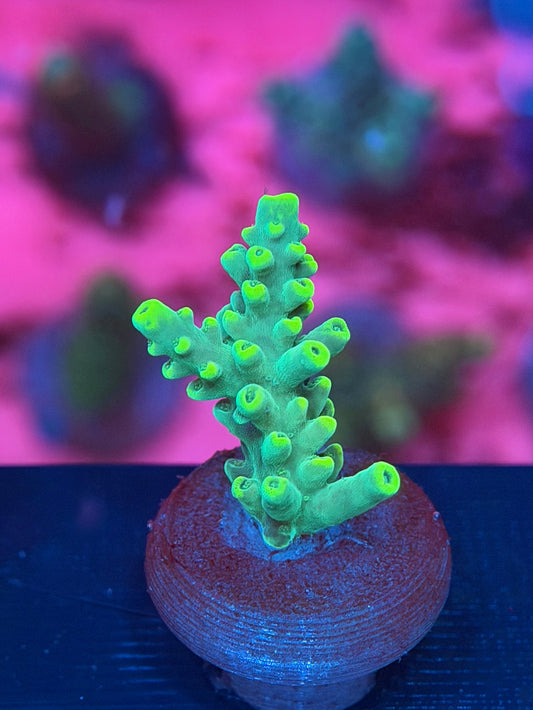 Yellow Tip Acropora