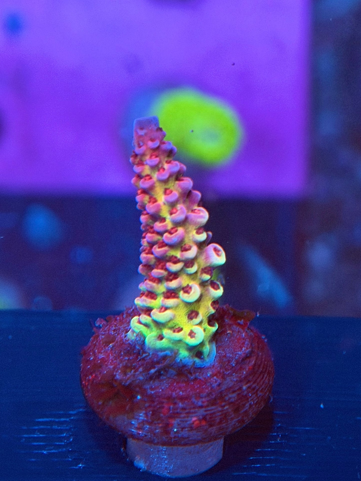 PC Rainbow Acropora