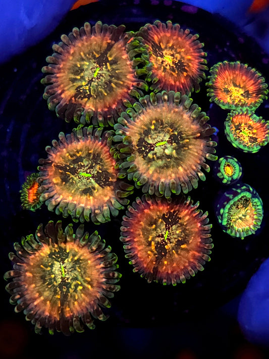 1 Polyp Hawaiian Ding Dang Zoa