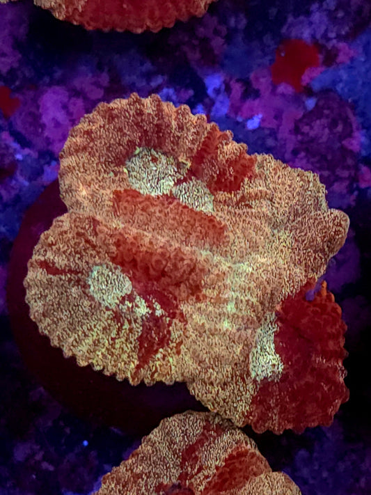Gold & Red War Favia