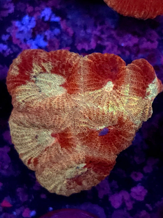 Gold & Red War Favia