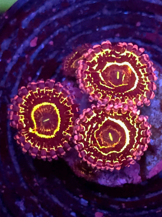 1 Polyp Stratosphere Zoa