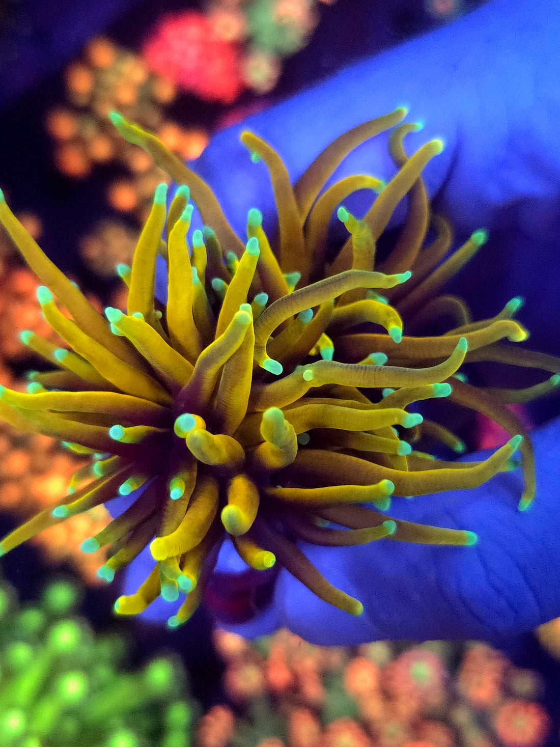 True 24K Gold Torch 1 Head, torch / Euphyllia coral frag