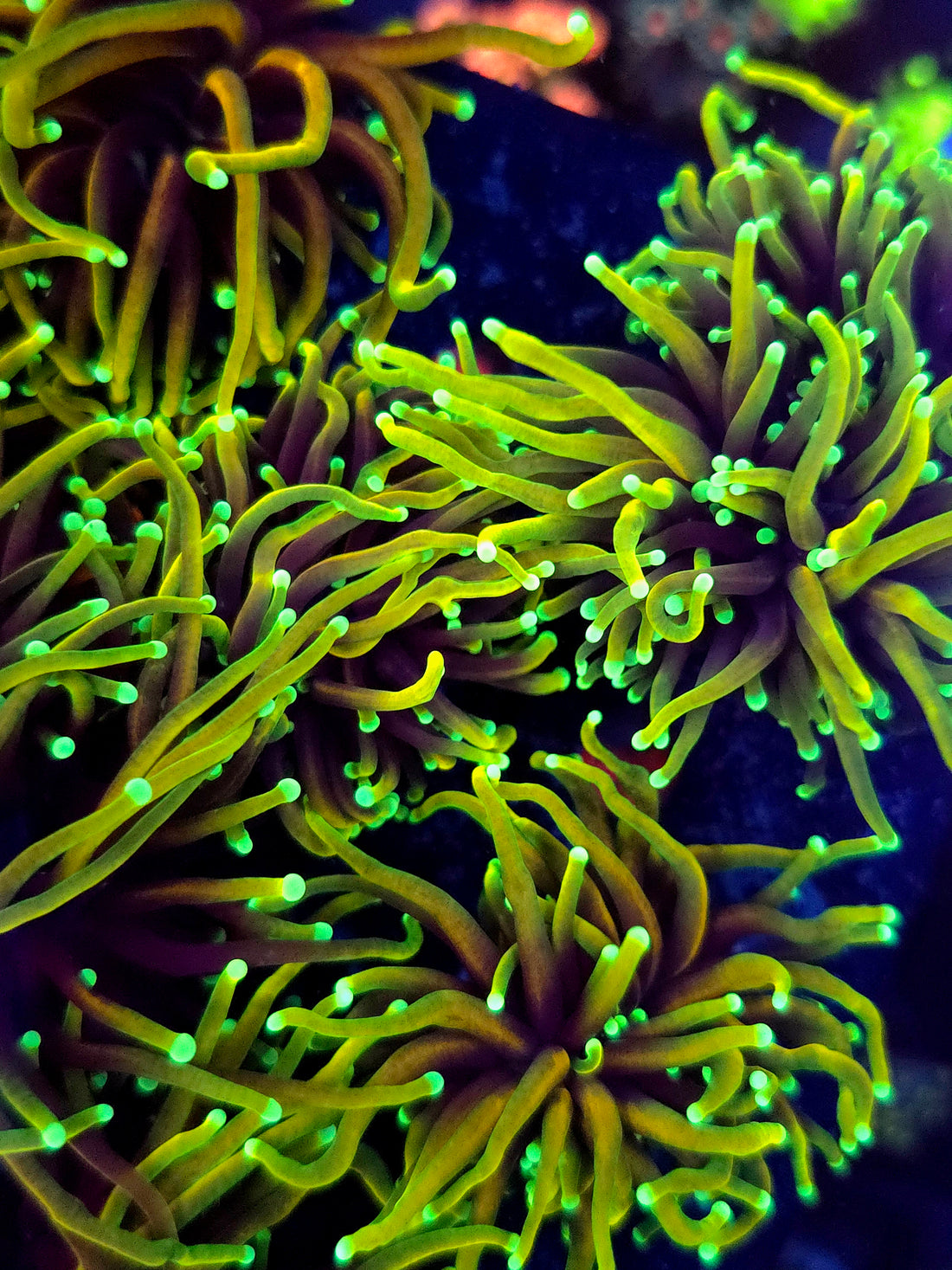 Ultra Dragon Soul Torch, torch / Euphyllia coral frag