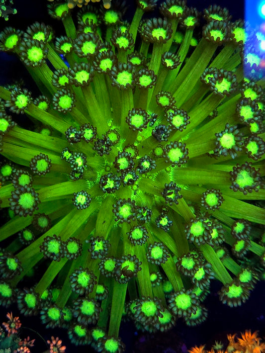 Medussa Goniopora