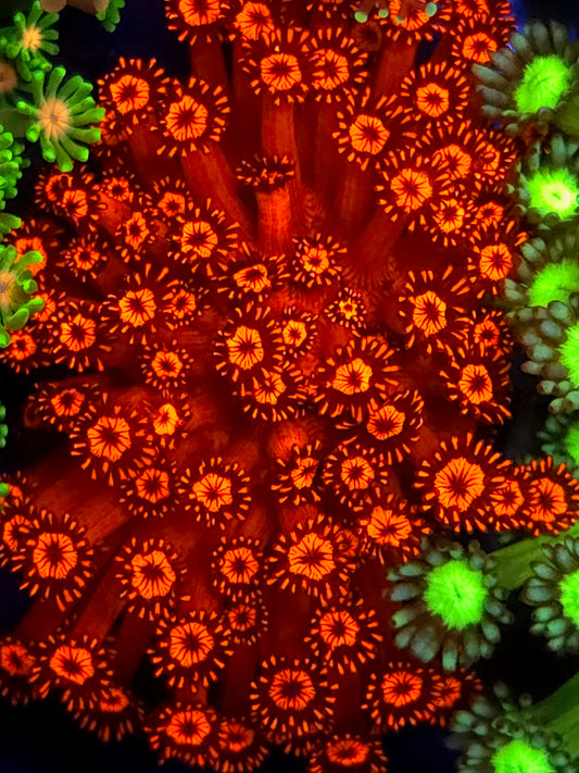 Ultra Red Goniopora
