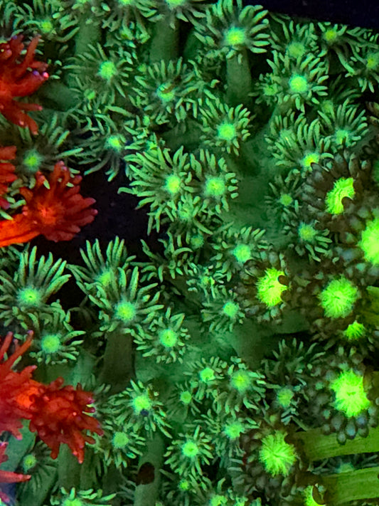 Metallic Green Goniopora