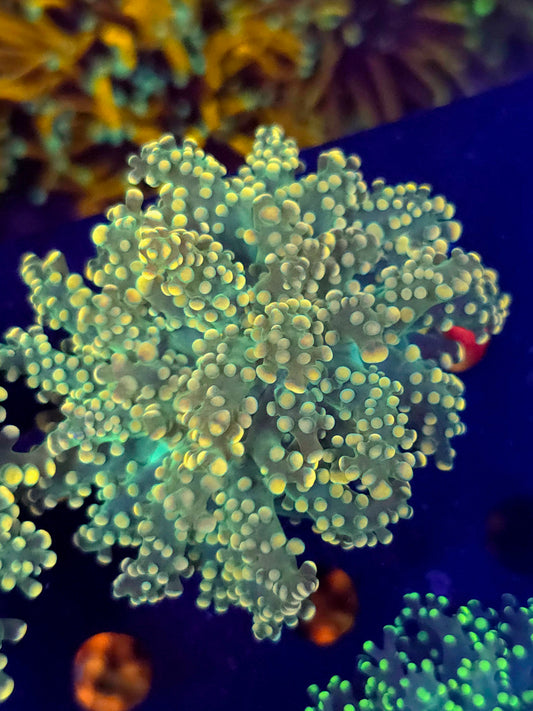 1 Head Yellow Glow Frogspawn