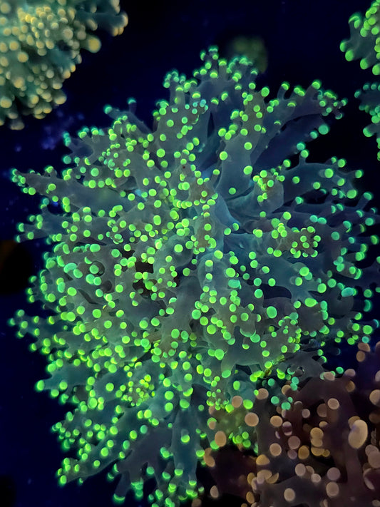 1 Head Yellow Neon Frogspawn