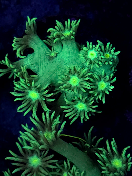Metallic Green Goniopora