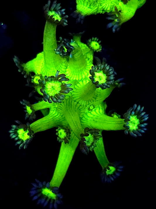 Medussa Goniopora