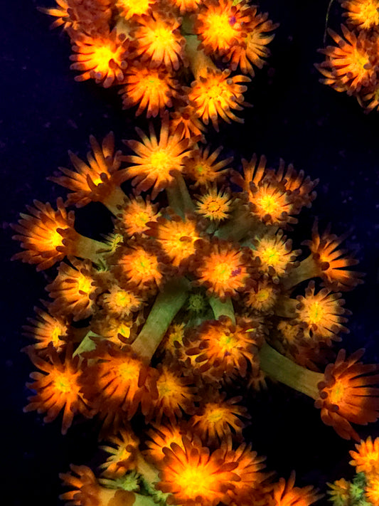 Amazeball Goniopora