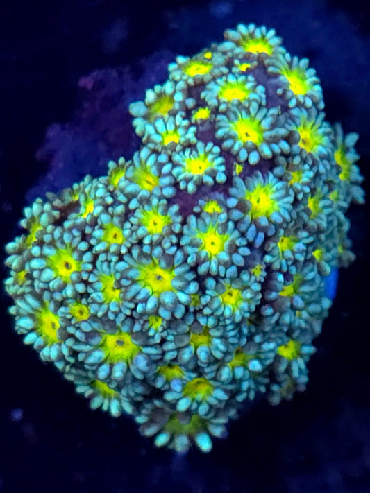 Sunflower Goniopora