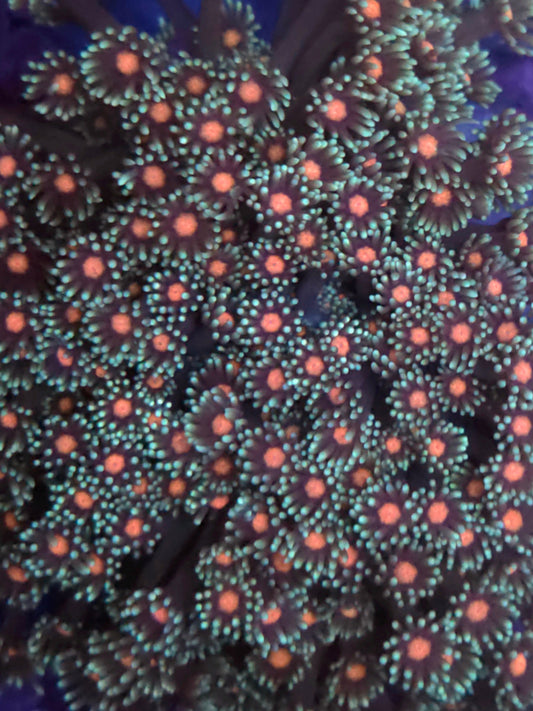 Strawberry Goniopora