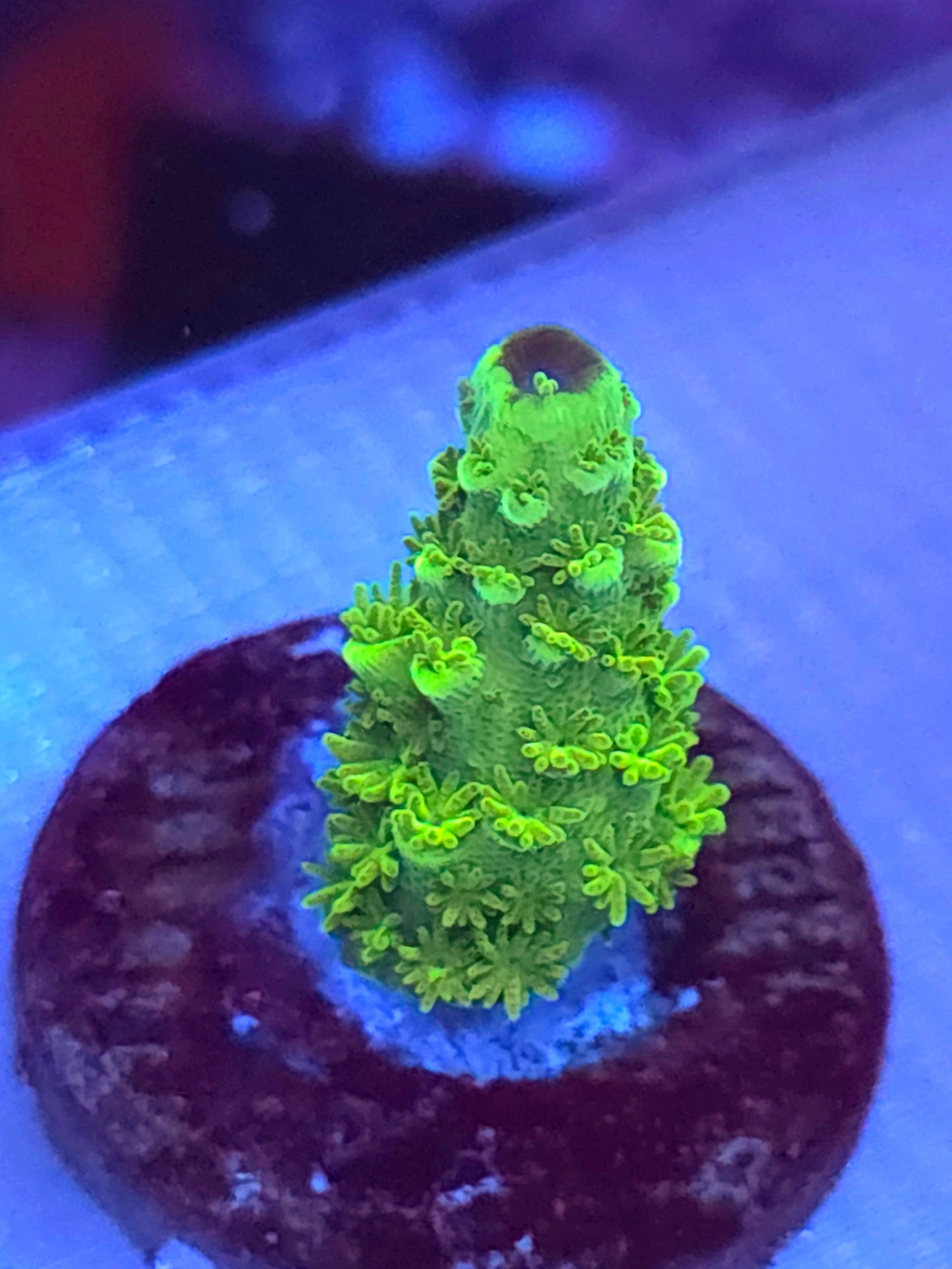 Bali Slimer Acropora
