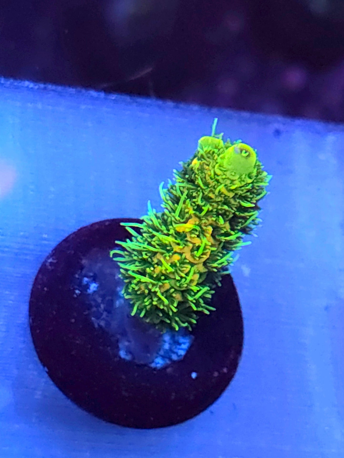 Ultra Sunset Millepora