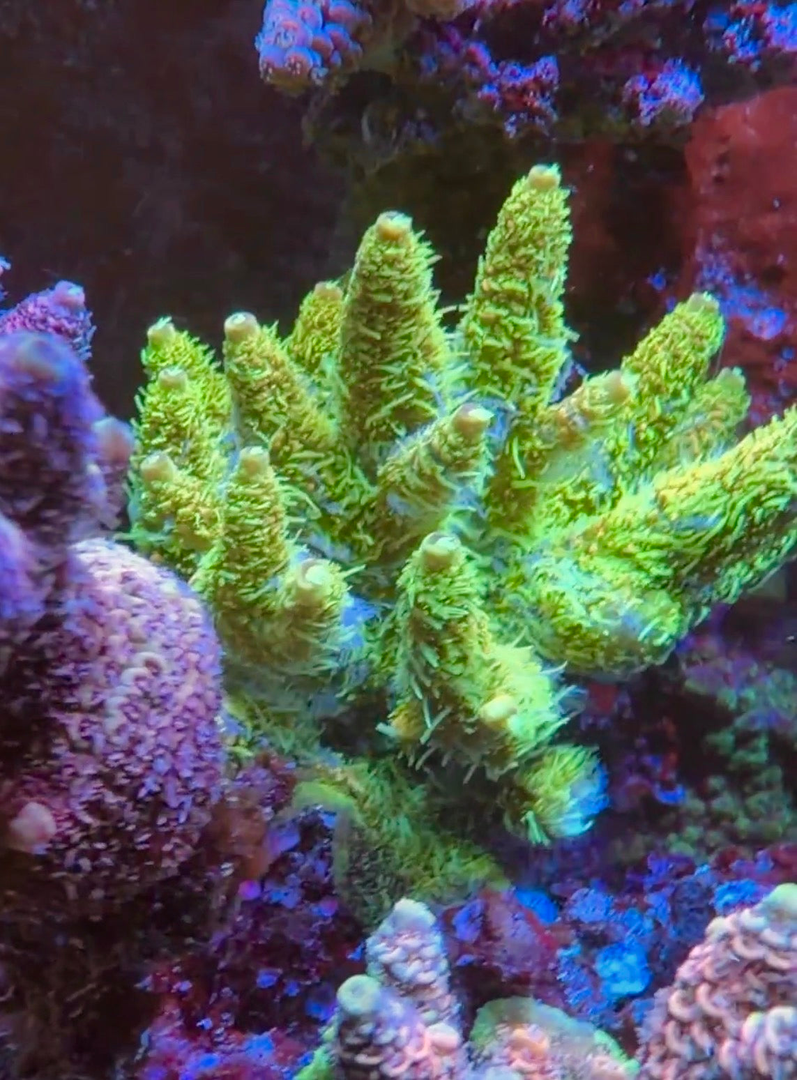 Ultra Sunset Millepora
