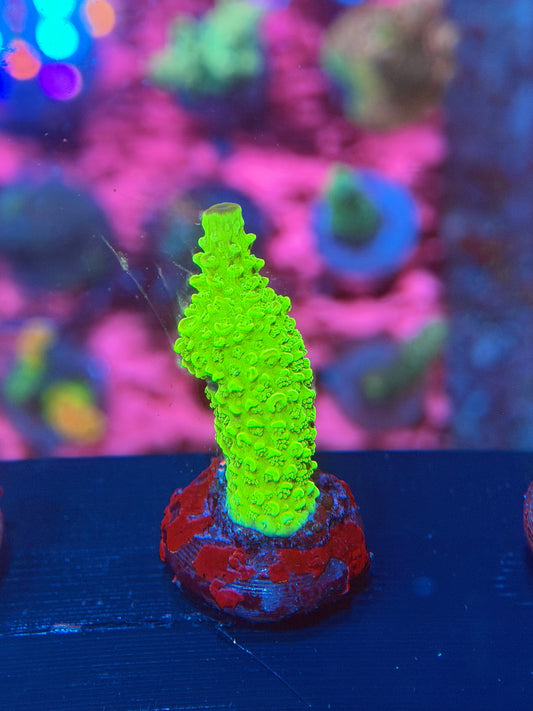 Bali Slimer Acropora