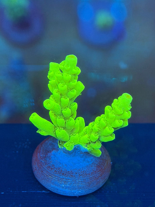 Nuclear Green Acropora Batunai