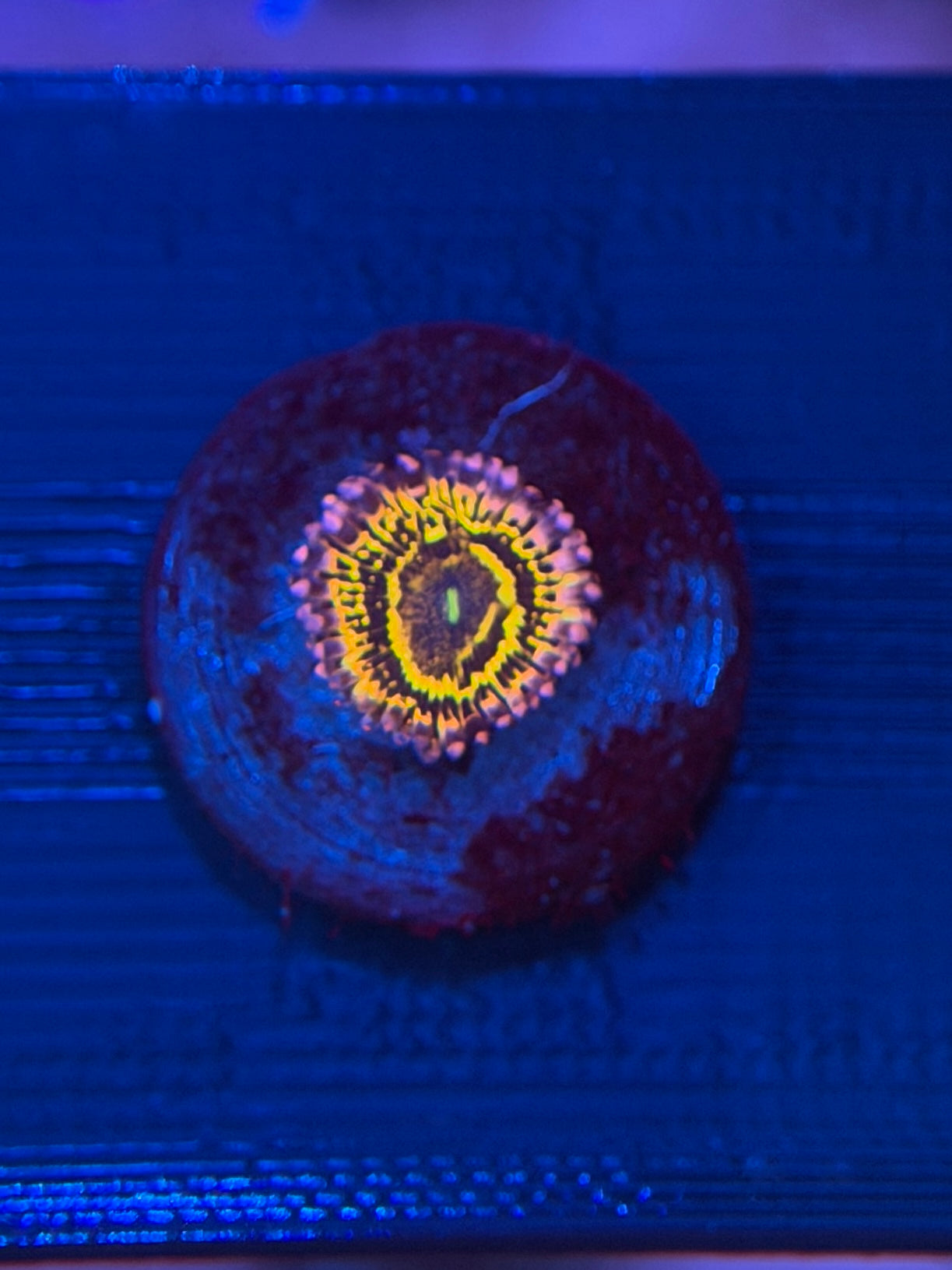 Stratosphere Zoa - 1 Polyp