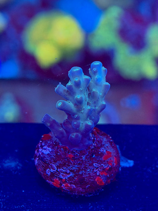 Blueberry Ice Acropora