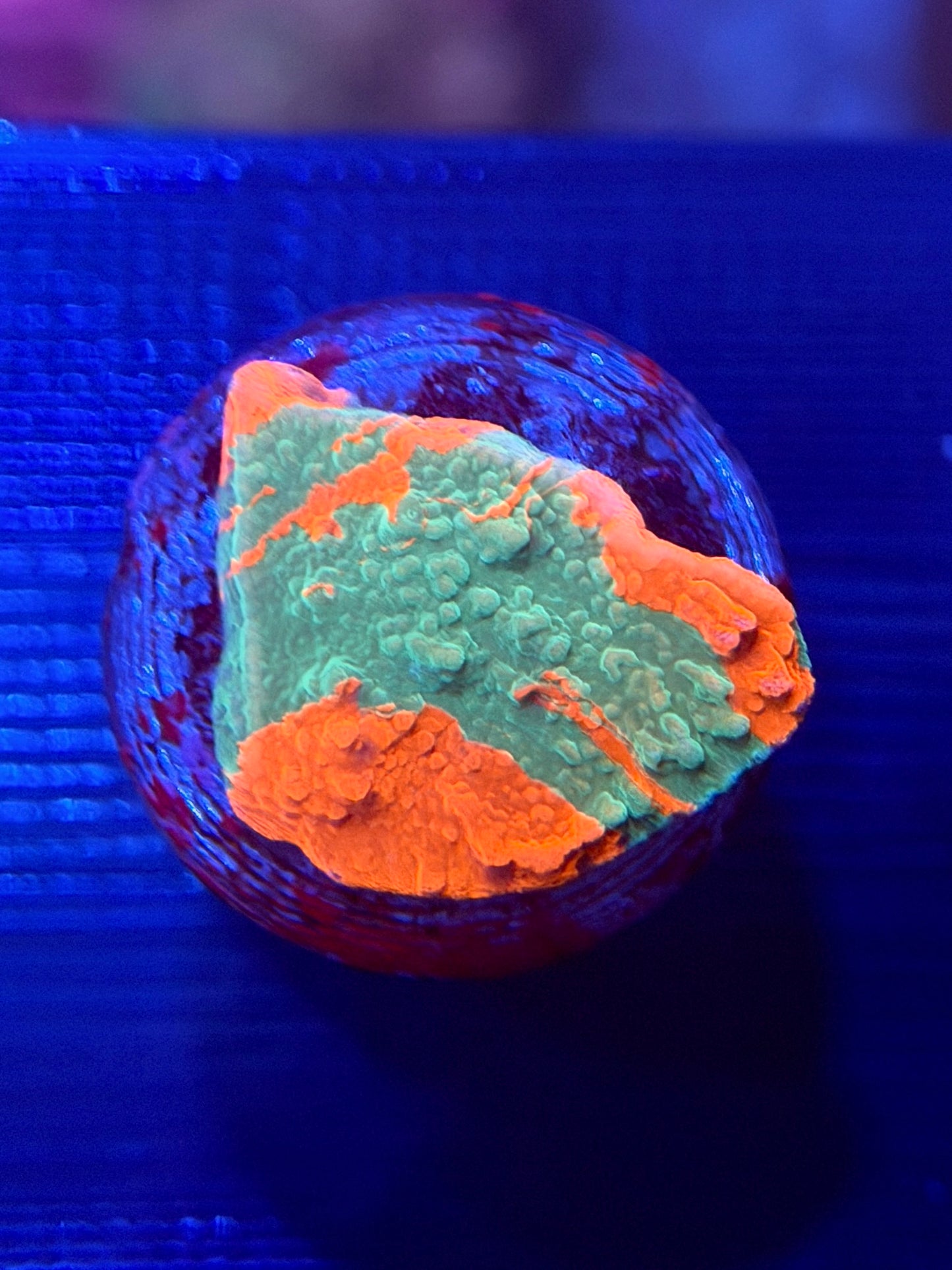 Grafted Montipora