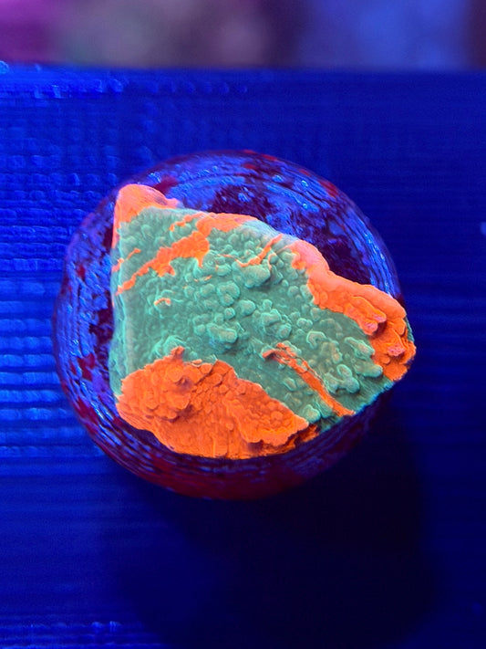 Grafted Montipora