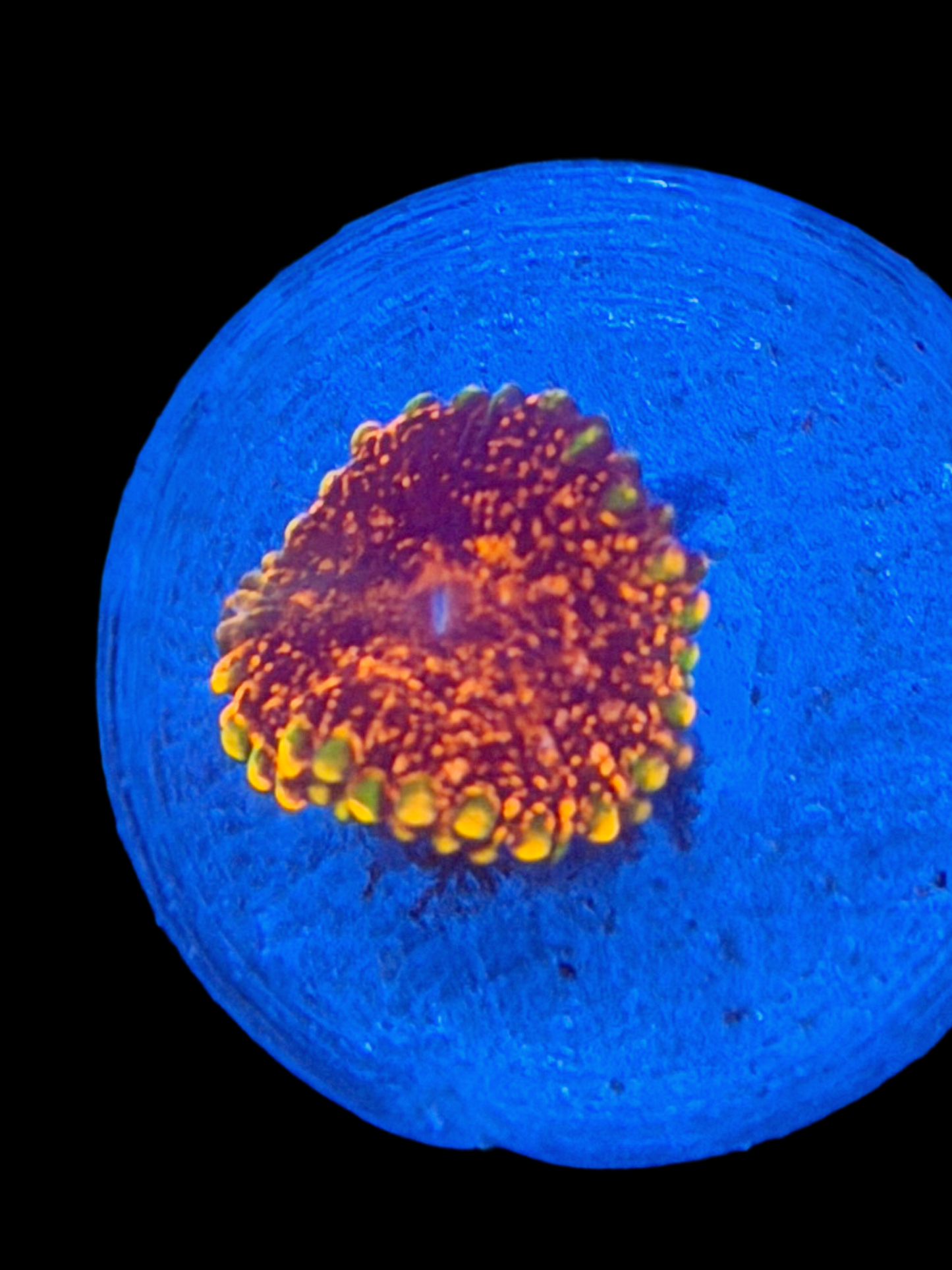 Dayglow Volcano Zoa - 1 Polyp