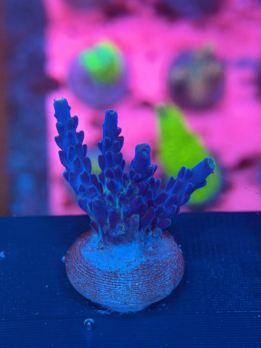 Tri-colour Acropora Valida