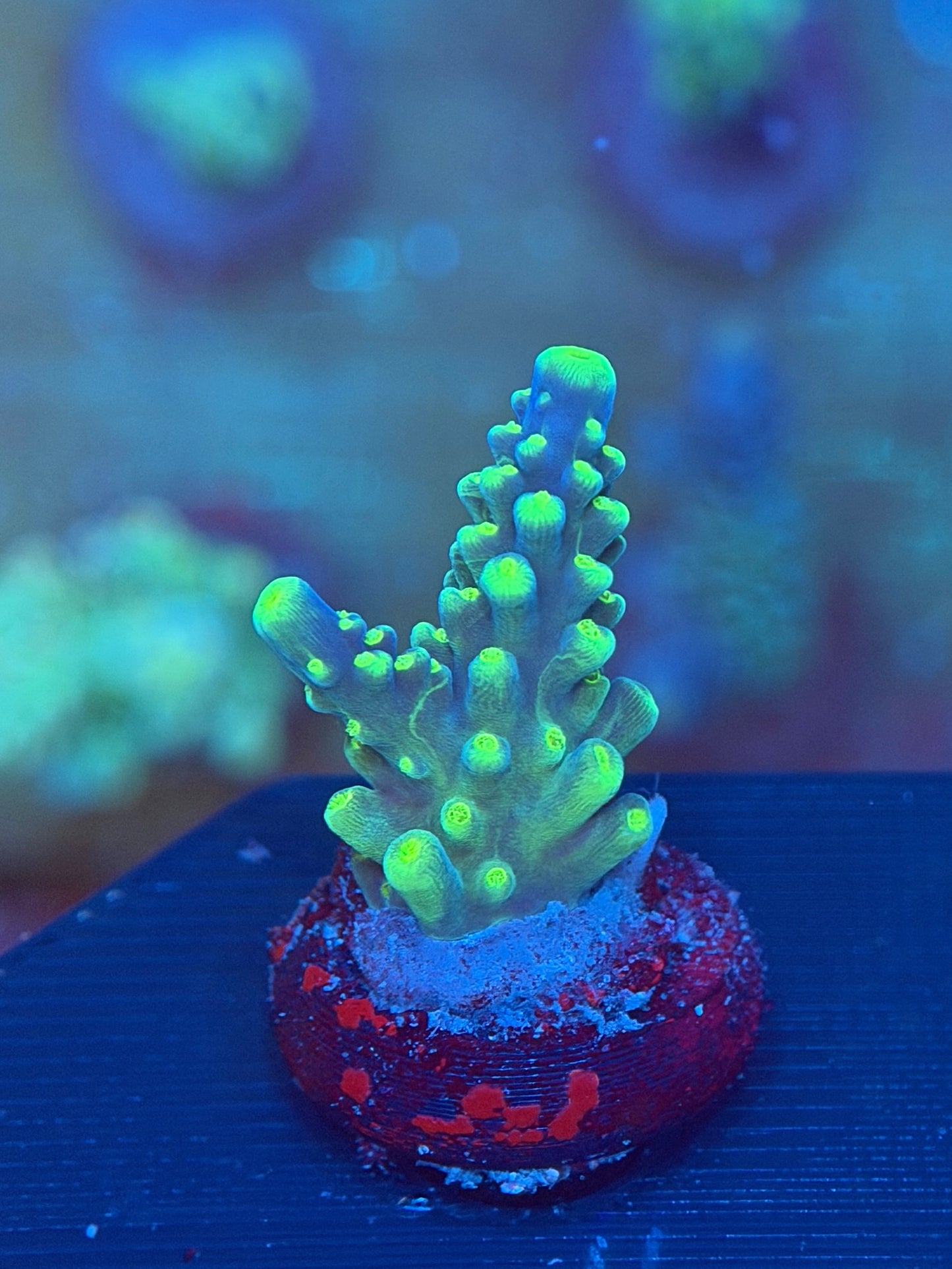 Joker Acropora