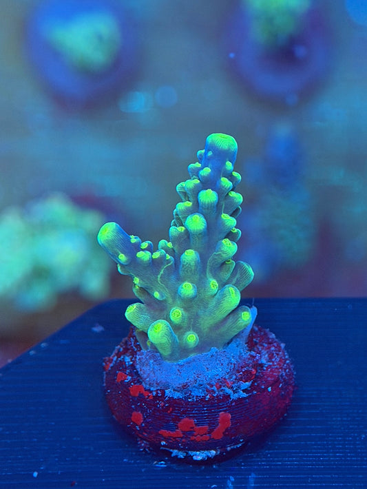 Joker Acropora