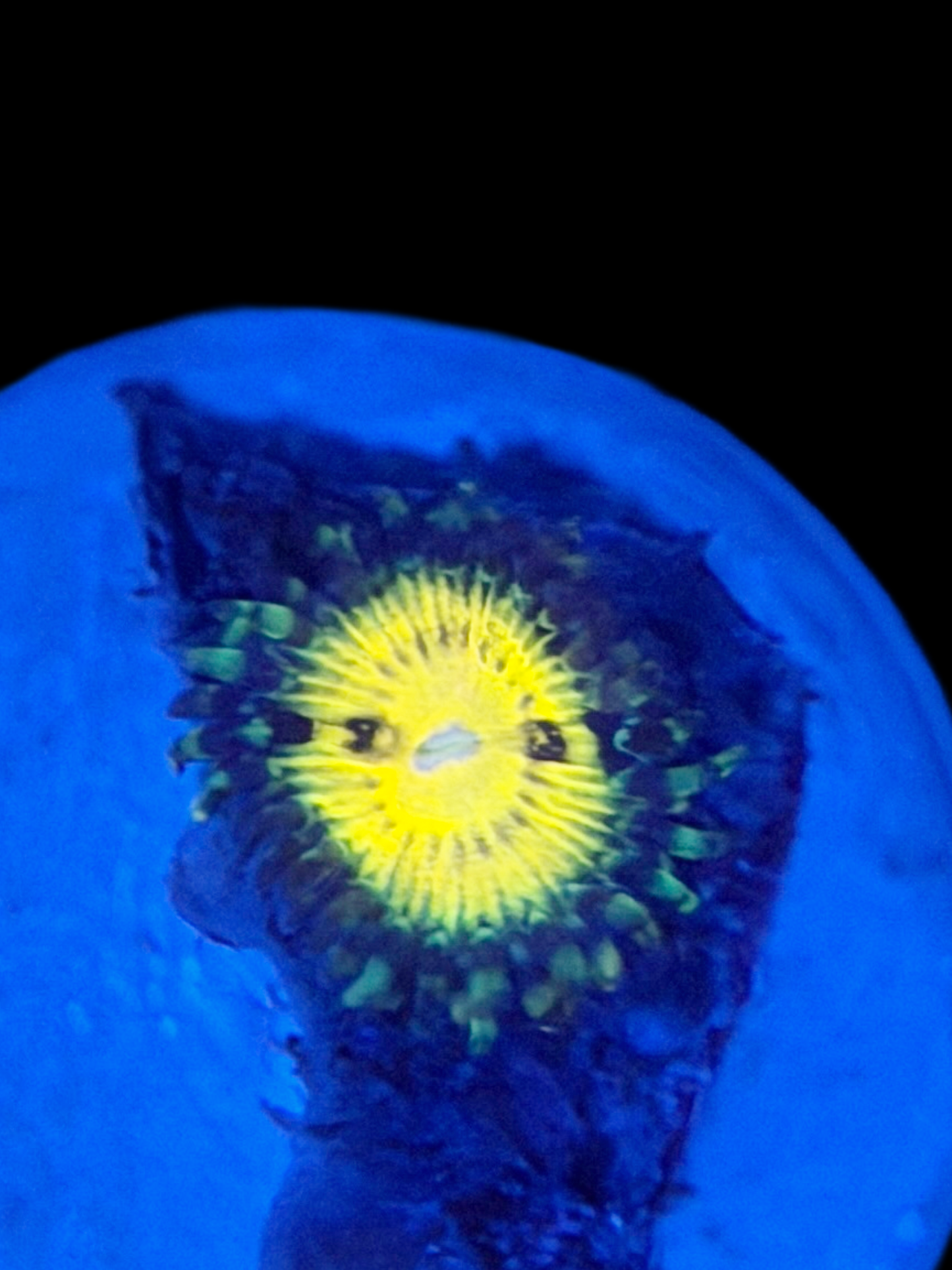 Butt Muncher Zoa - 1 Polyps
