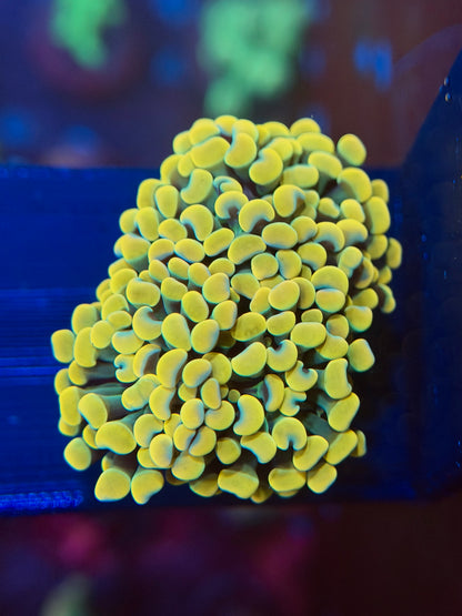 Rainbow Gold Branching Hammer