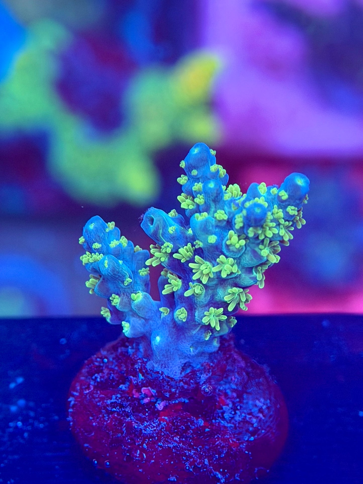 Marvin the Martian Acropora