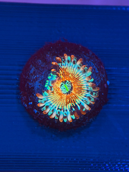 Seduction Zoa - 1 Polyp