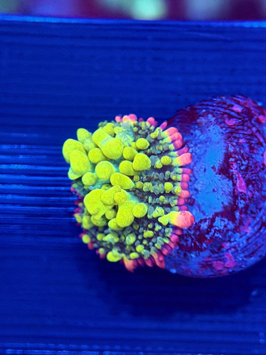 OG biohazard Bounce Mushroom