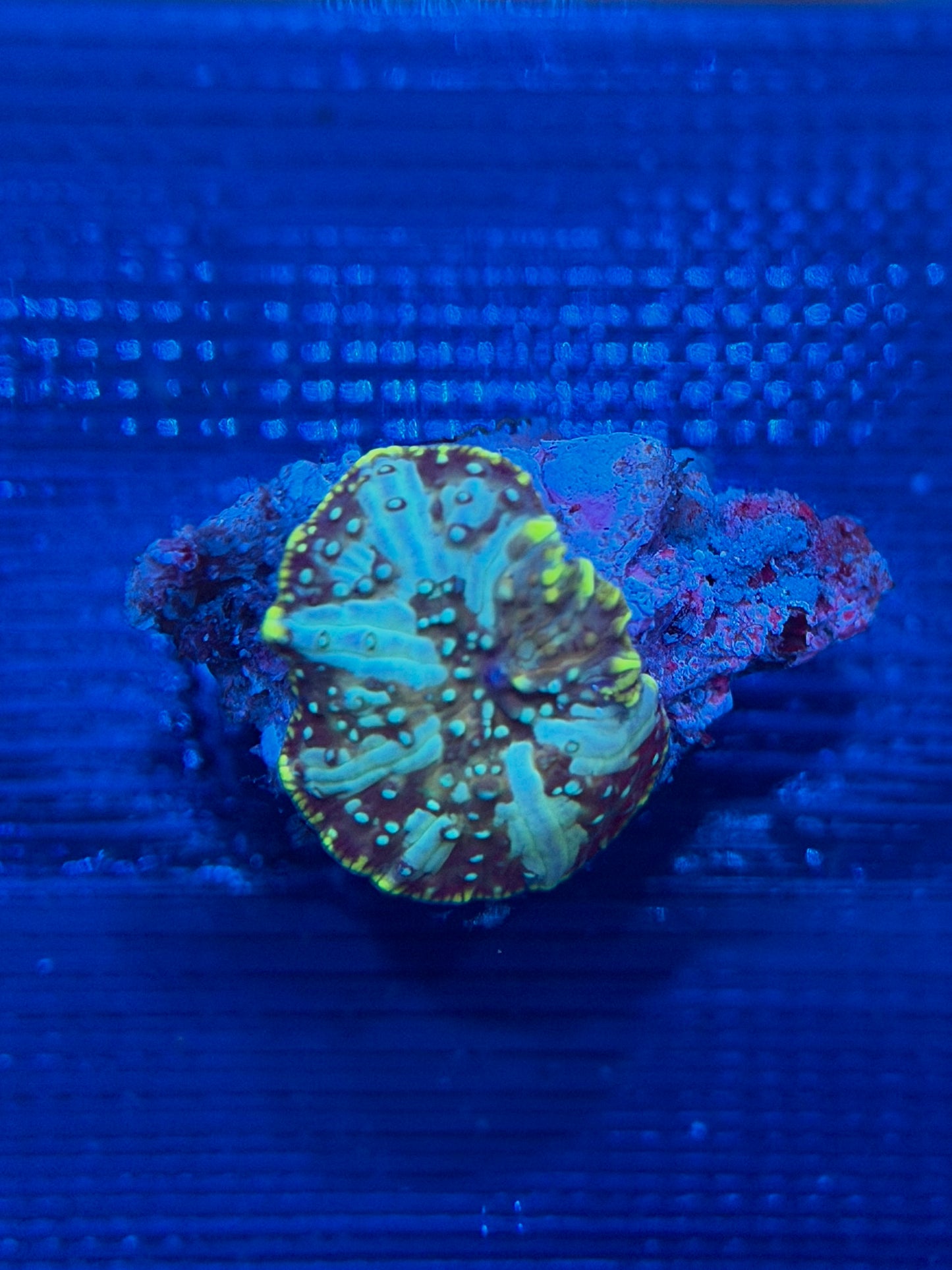 Avatar Bounce Mushroom