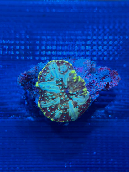 Avatar Bounce Mushroom