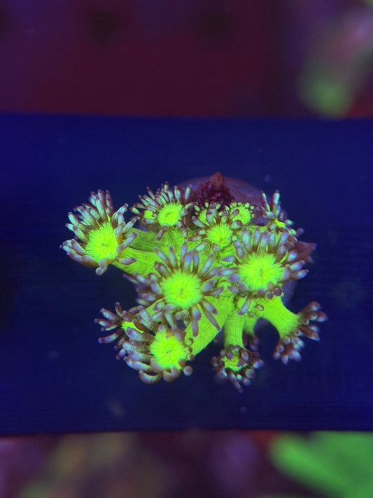 Medussa Goniopora
