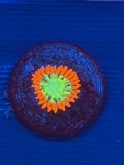 Astral Shift Zoa - 1 Polyp