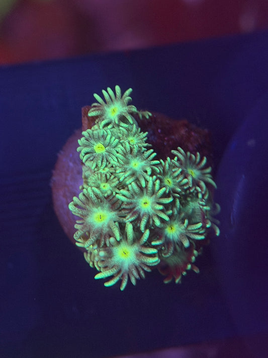 Yellow Green Goniopora