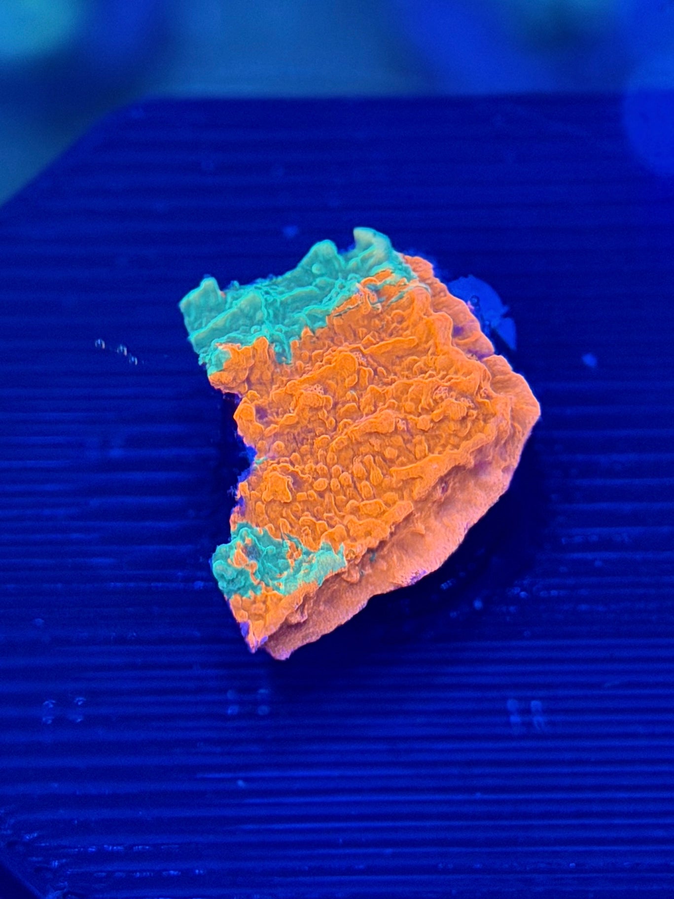 Grafted Montipora