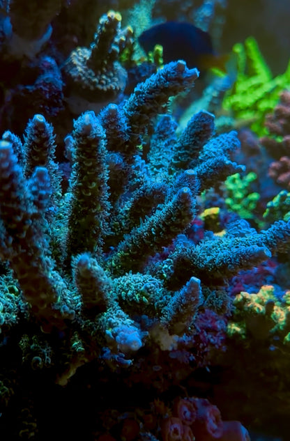 BC Blue Genie Acropora Tenuis
