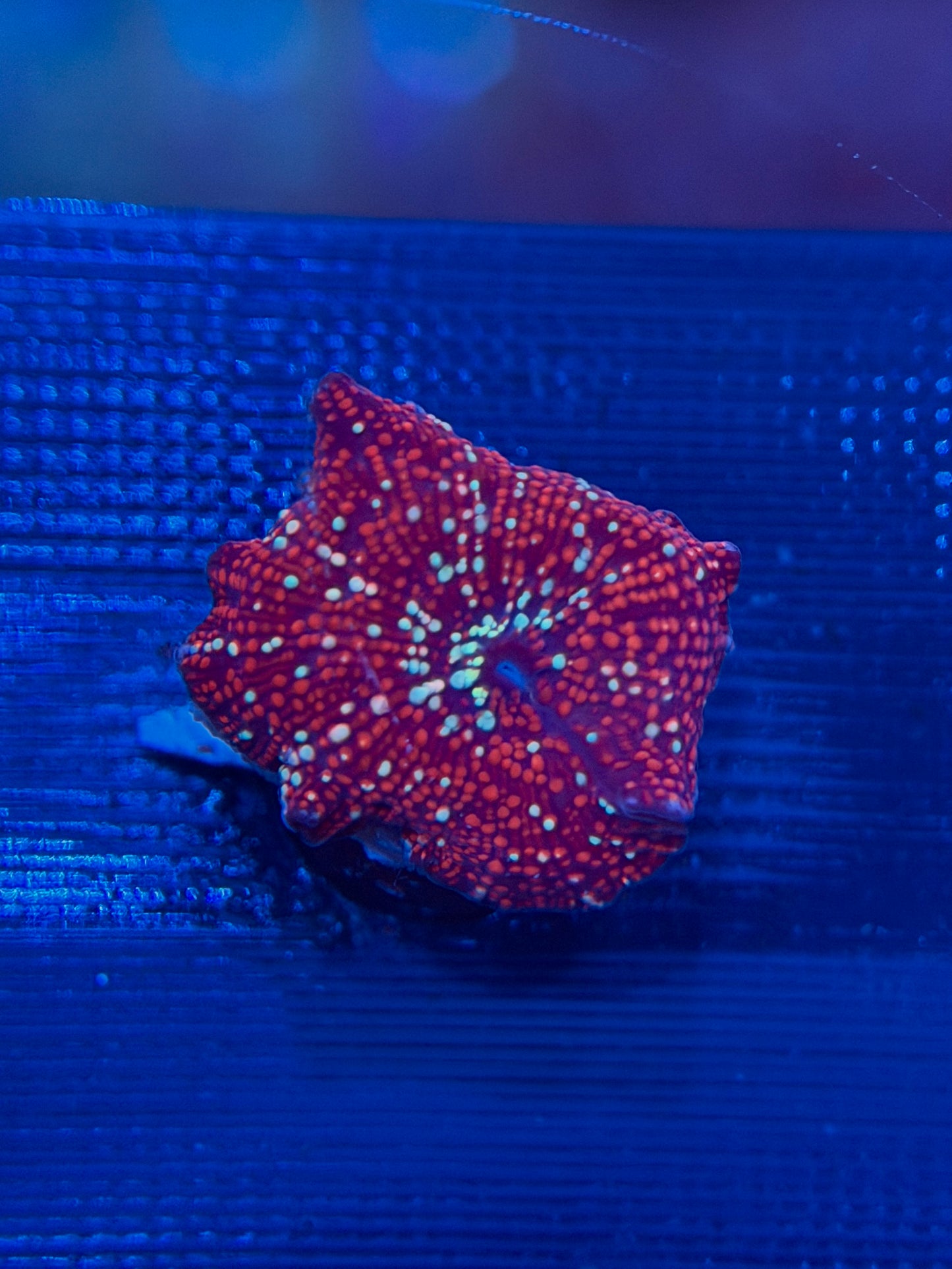 Red Interstellar Discosoma Mushroom