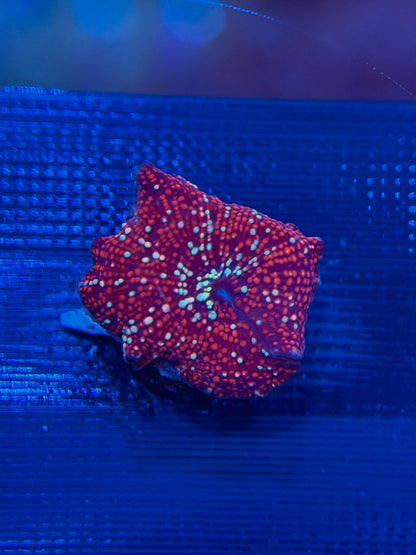 Red Interstellar Discosoma Mushroom
