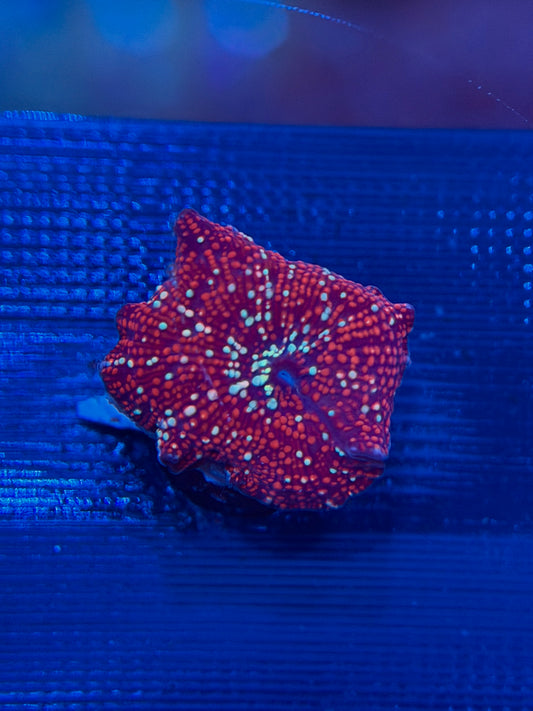 Red Interstellar Discosoma Mushroom