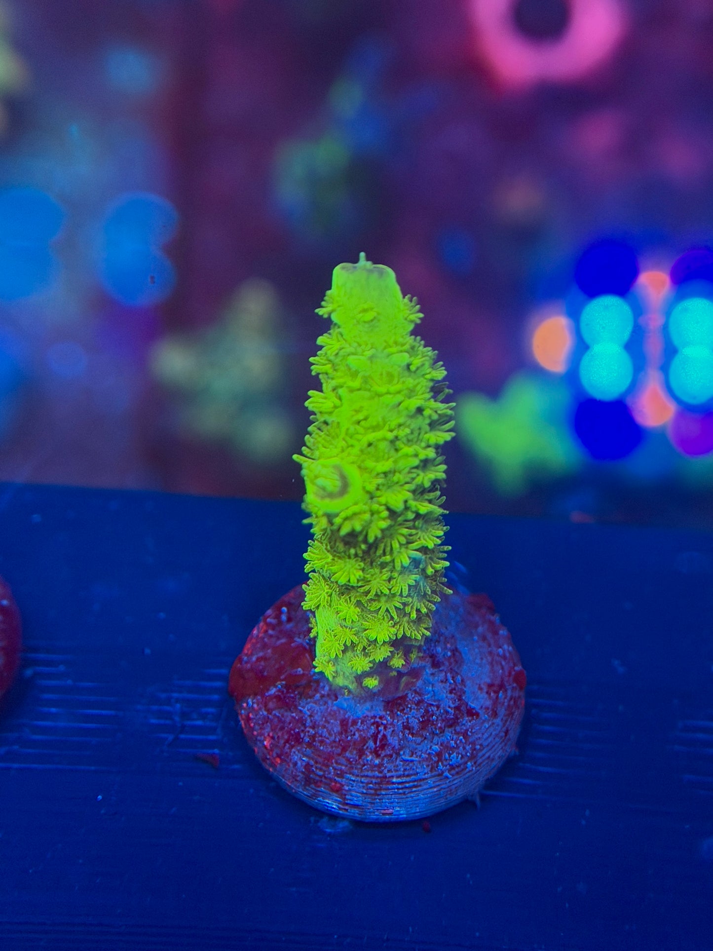 Bali Slimer Acropora
