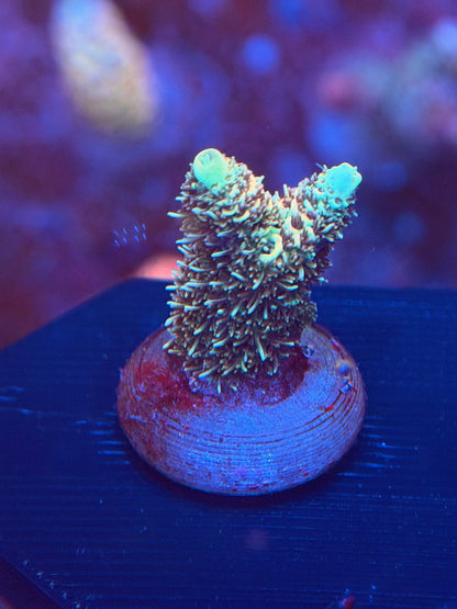 Bronze Goddess Acropora