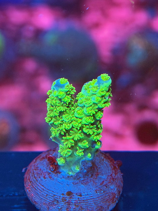 Green Lantern Acropora