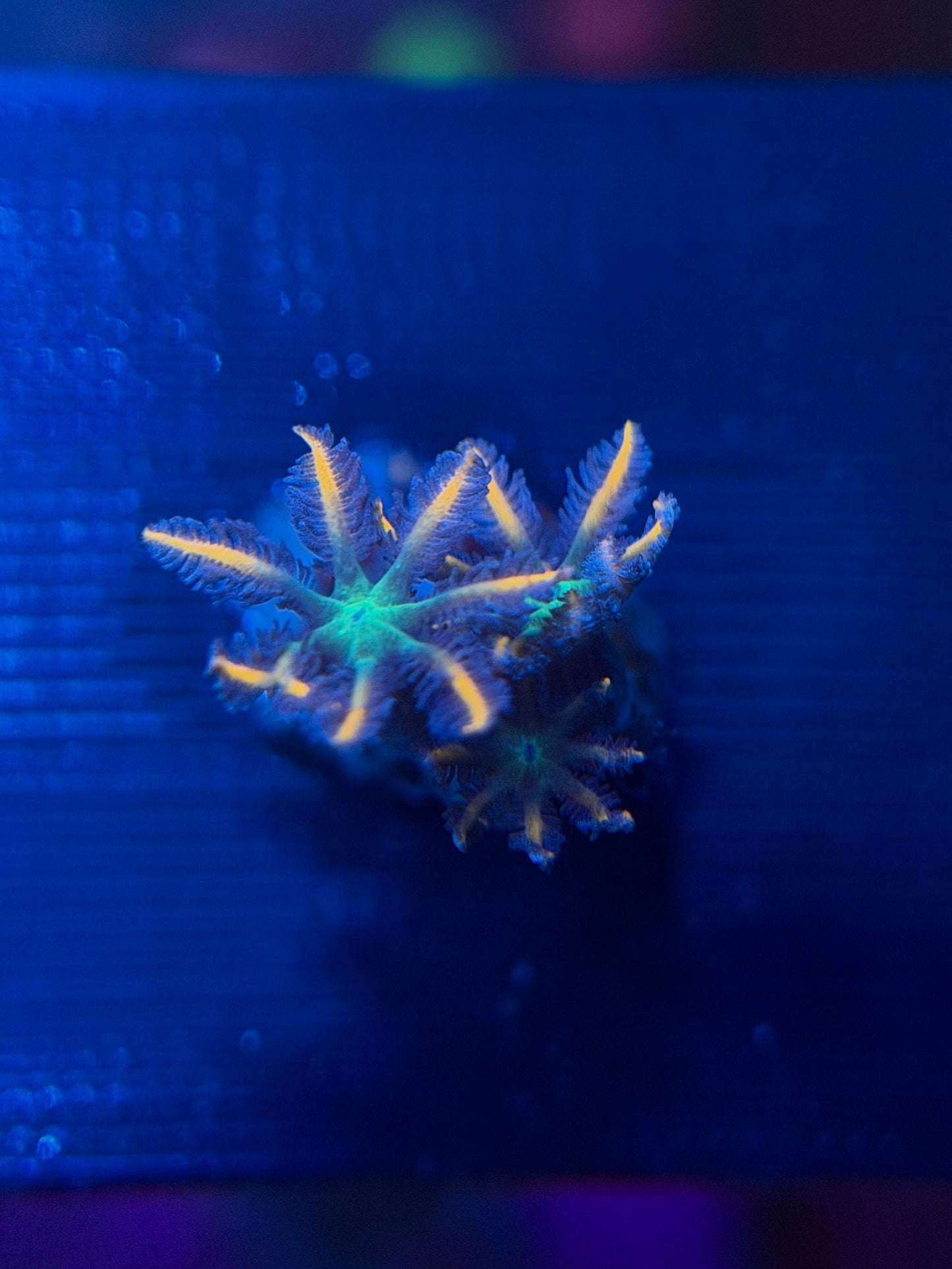 Firework Clove Polyps